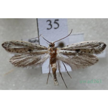 Yponomeuta plumbella (Denis & Schiffermüller, 1775) Namiotnik trzmielinowiec Czech35